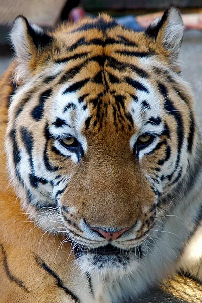 Nærbillede af tigerhoved - Stock-foto