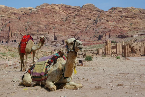 Camels in desert — Stock Photo, Image