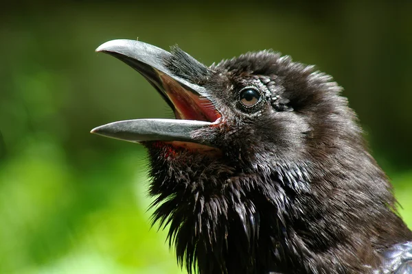 Uma cabeça de corvo no fundo verde — Fotografia de Stock