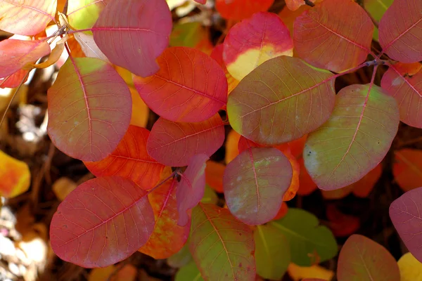 Feuilles d'automne — Photo