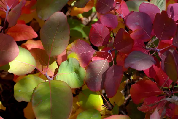 Herbstblätter — Stockfoto