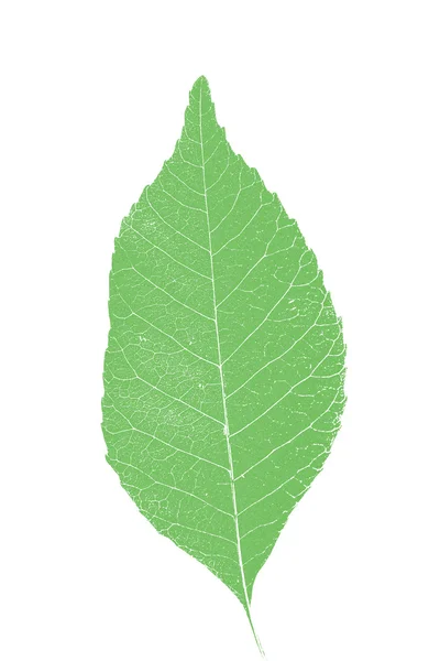 Hoja verde sobre blanco —  Fotos de Stock