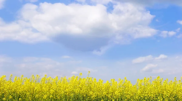 Landschaft mit gelben Blumen auf hellem Himmel Hintergrund — Stockfoto
