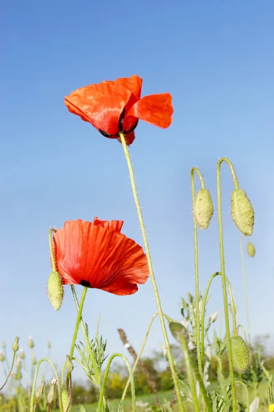 Red poppies over sky background — Stock Photo, Image