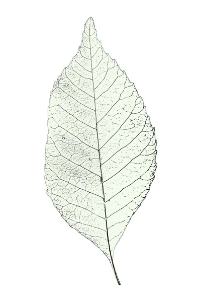 Leaf over white — Stock Photo, Image