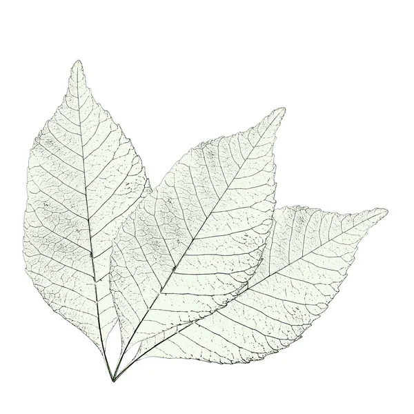 Leaves over white — Stock Photo, Image