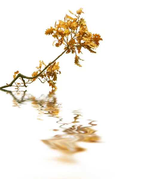 Oak branch with reflection over white — Stock Photo, Image