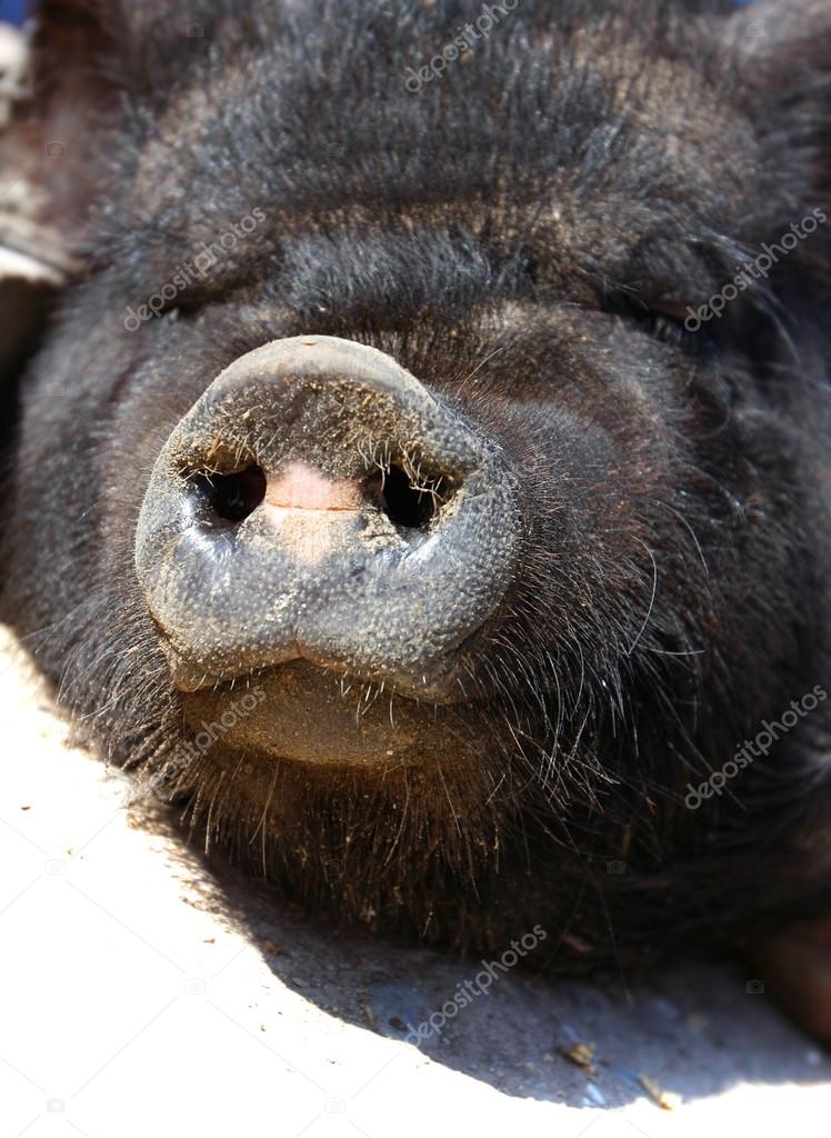 close up of vietnamese pig snout