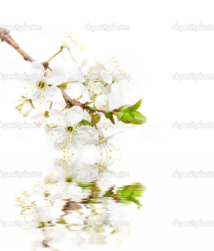 Spring flowers over white