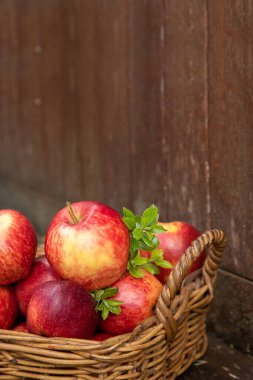 Doğal arka planda kırmızı ve sarı taze elmalar sağlıklı beslenme, sonbahar hasadı, çiftçilik.