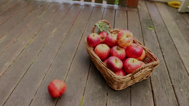 Красные и желтые свежие яблоки на естественном фоне на открытом воздухе, здоровое питание, осенний урожай, сельское хозяйство — стоковое видео