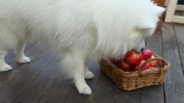 Mignon chien blanc saisissant une pomme d'un panier de pommes rouges et jaunes fraîches sur fond naturel à l'extérieur, une alimentation saine, récolte d'automne, l'agriculture — Video