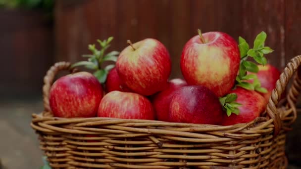 Червоні та жовті свіжі яблука на природному фоні на відкритому повітрі, здорове харчування, осінній урожай, сільське господарство — стокове відео