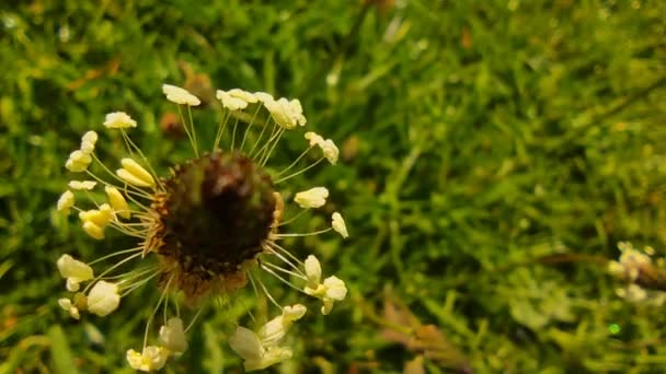 緑の背景、春と自然環境の概念、夏時間、エコシステム上の野生の花 — ストック動画