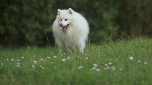 Portret în aer liber de câine alb pe fundal natural, fericit sănătos japonez Spitz catelus pe o plimbare — Videoclip de stoc