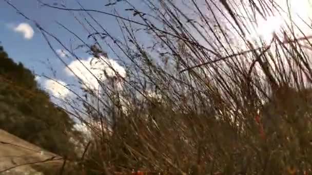 Torrt gräs på naturlig bakgrund, natur och naturlig miljö koncept, sommartid, ekosystem — Stockvideo