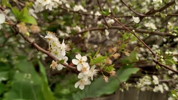 梅、桜、リンゴの木、春の時間、新しい季節の始まり — ストック動画