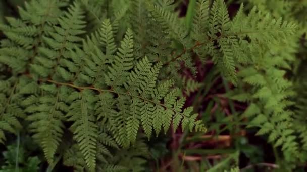 Fern tree leaves, natural background, environment friendly, eco system of New Zealand and Australia — 비디오