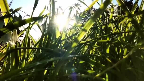 Wildblumen auf grünem Hintergrund, Frühlingskonzept und natürliche Umwelt, Sommerzeit, Ökosystem — Stockvideo