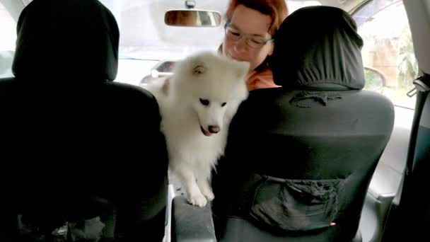 Japon spitz samoed köpek yavrusu araba sahibi için bekliyor, seyahat konsepti, köpek güvenliği, köpek yavrusu yolculuğa hazır — Stok video