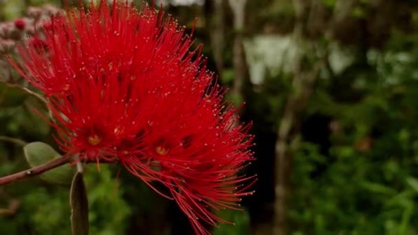 Pohutukawa fa virágzik, Új-Zéland karácsonyfa, tavasz és nyár fa Auckland — Stock videók