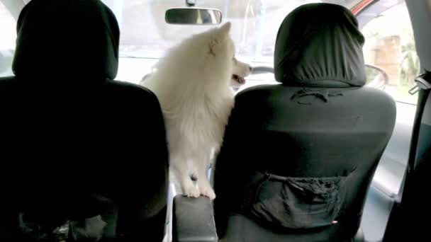 Chiot samoed spitz japonais dans une voiture attendant le propriétaire, concept de voyage, sécurité des chiens, chiot prêt pour le voyage — Video