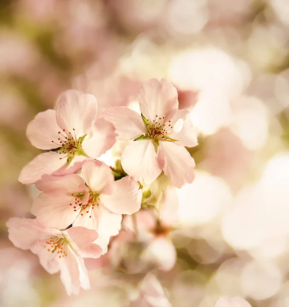 Pruim, kers of appelboom in bloei, lente, nieuw seizoen begin — Stockfoto