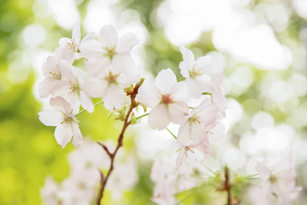李子、樱桃树或苹果树开花，春天来临，新季节开始 — 图库照片