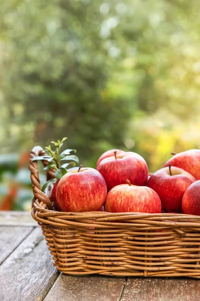 Red Yellow Fresh Apples Natural Background Outdoors Healthy Eating Autumn — Stock Photo, Image