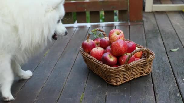 Cute White Dog Grabbing Apple Basket Red Yellow Fresh Apples — Stock Video