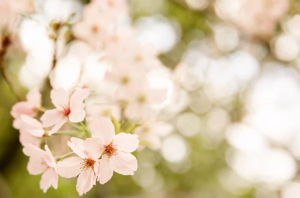 Prugna, ciliegio o melo in fiore, primavera, inizio nuova stagione — Foto Stock