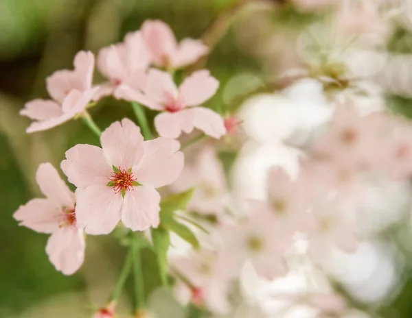 Çiçek açan erik, kiraz ya da elma ağacı, bahar zamanı, yeni sezon başlıyor. — Stok fotoğraf