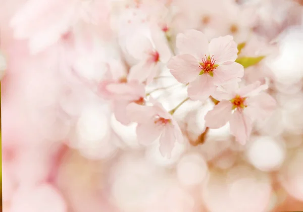 李子、樱桃树或苹果树开花，春天来临，新季节开始 — 图库照片
