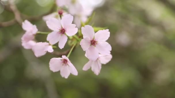 梅、桜、リンゴの木、春の時間、新しい季節の始まり — ストック動画