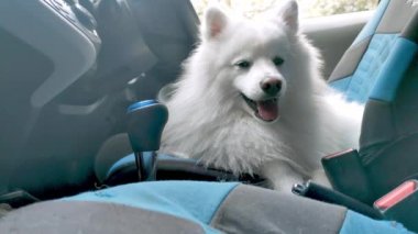 Japon spitz samoed köpek yavrusu araba sahibi için bekliyor, seyahat konsepti, köpek güvenliği, köpek yavrusu yolculuğa hazır