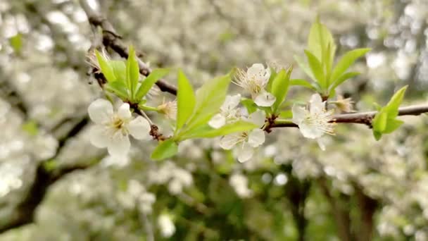 Ciruela, cerezo o manzano en flor, primavera, comienzo de nueva temporada — Vídeo de stock