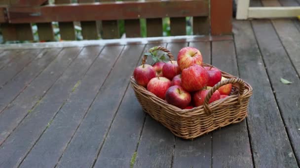 Bonito cão branco agarrando uma maçã de uma cesta de maçãs frescas vermelhas e amarelas no fundo natural ao ar livre, alimentação saudável, colheita de outono, agricultura — Vídeo de Stock