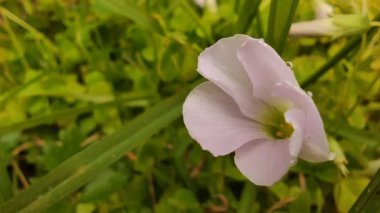 Yeşil arka planda yabani çiçekler, bahar ve doğal çevre konsepti, yaz zamanı, eko sistemi