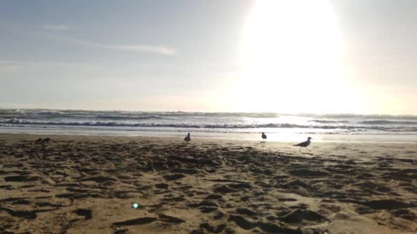 Paesaggio marino con onde e acqua, vista sulla spiaggia della Nuova Zelanda, destinazione del viaggio — Video Stock