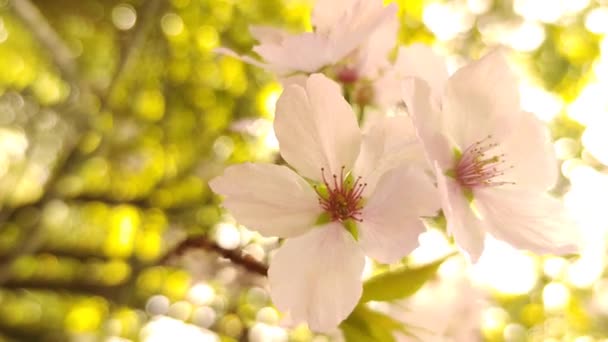梅、桜、リンゴの木、春の時間、新しい季節の始まり — ストック動画