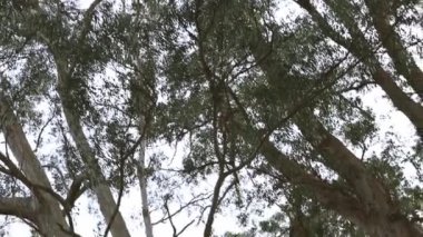 Çam ağaçları ormanı, manzaralı manzara, yürüyüş ve yürüyüş konsepti, açık hava, eko sistemi