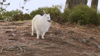 Doğal arka planda beyaz köpeğin açık hava portresi. Yürüyüşe çıkmış sağlıklı Japon köpek yavrusu.