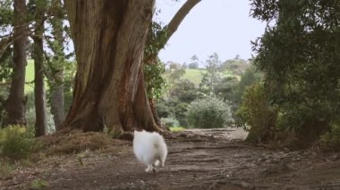 Doğal arka planda beyaz köpeğin açık hava portresi. Yürüyüşe çıkmış sağlıklı Japon köpek yavrusu.