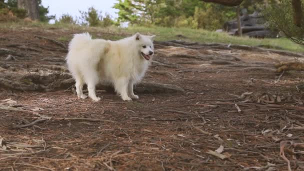 Зовнішній портрет білої собаки на природному фоні, щасливий здоровий японський шпіц цуценя на прогулянці — стокове відео