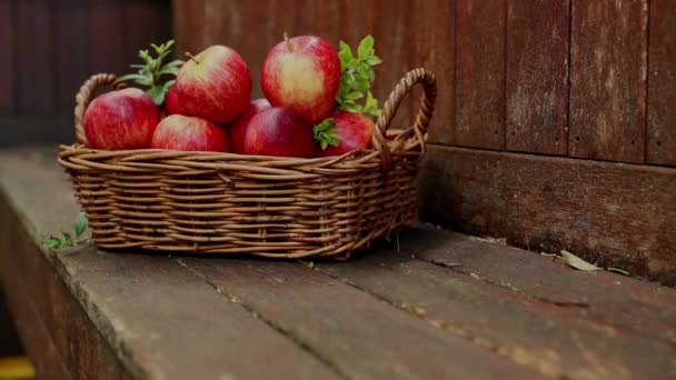 Red and yellow fresh apples on natural background outdoors, healthy eating, autumn harvest, farming — Stock Video