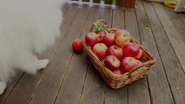Милая белая собака захвата яблоко из корзины красных и желтых свежих яблок на естественном фоне на открытом воздухе, здоровое питание, осенний урожай, сельское хозяйство — стоковое видео