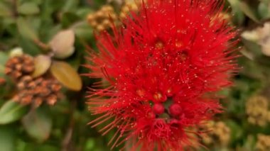 Yeni Zelanda 'da çiçek açan Pohutukawa ağacı, Auckland' da bahar ve yaz ağacı