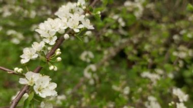 Çiçek açan erik, kiraz ya da elma ağacı, bahar zamanı, yeni sezon başlıyor.