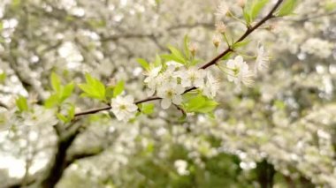 Çiçek açan erik, kiraz ya da elma ağacı, bahar zamanı, yeni sezon başlıyor.