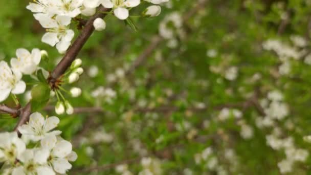 李子、樱桃树或苹果树开花，春天来临，新季节开始 — 图库视频影像